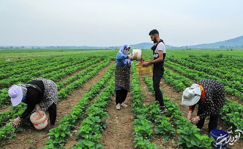 (تصاویر) برداشت توت فرنگی در گلستان